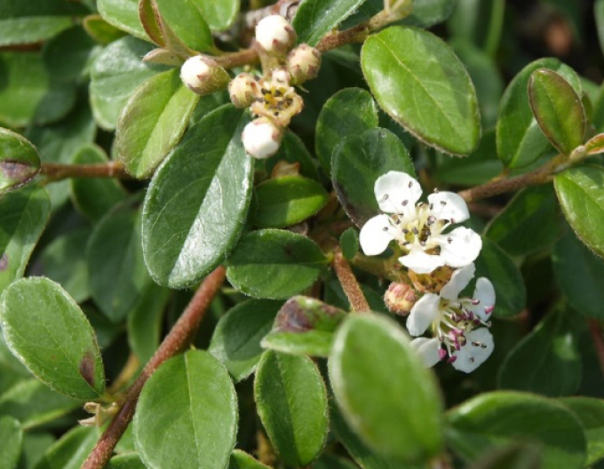 Skalník Dammerov "Skogholm"