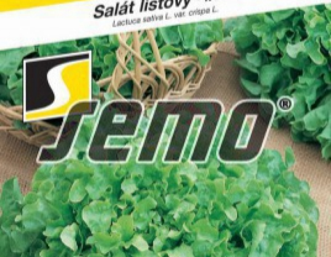 Semo Šalát  listový ´Dubagold´