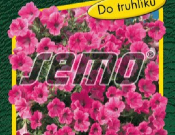 Semo Petúnia ´Rose Vein Velvet F1´