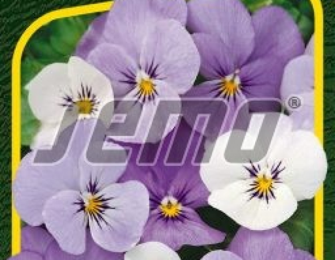 Semo Fialka ostrohatá ´Sorbet Ytt´