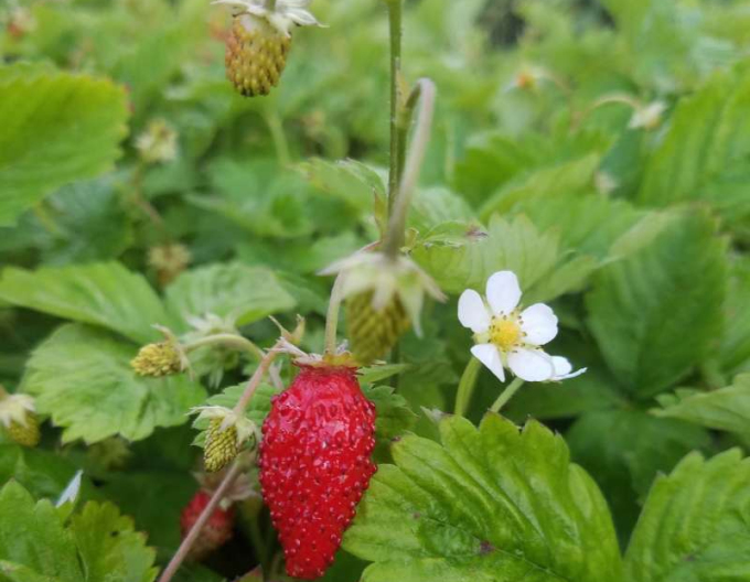 Jahoda lesná ´Alexandria´