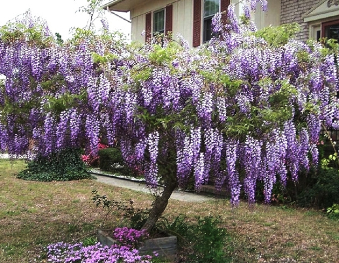 Vistéria mnohokvetá ´Blue Moon´