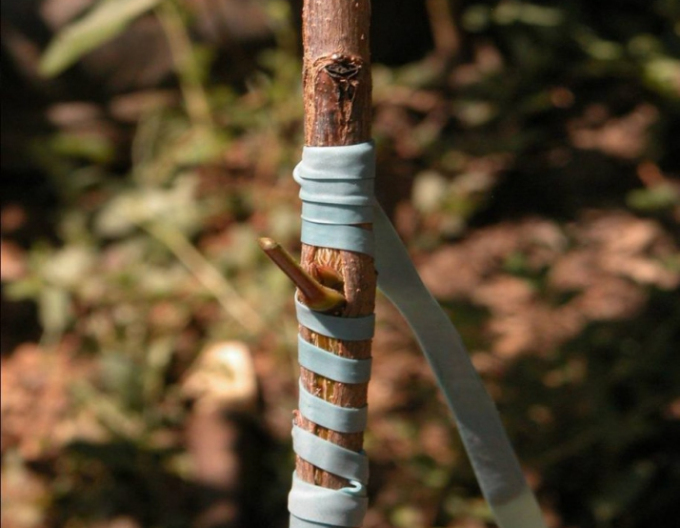 Štepárska gumička 200x6mm