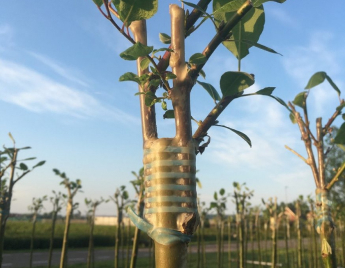 Štepárska gumička 140x3,5mm