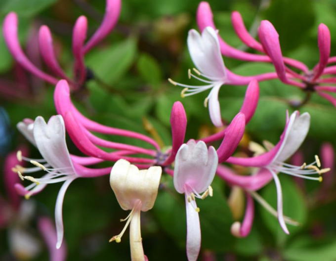 Zemolez ovíjavý ´Belgica´