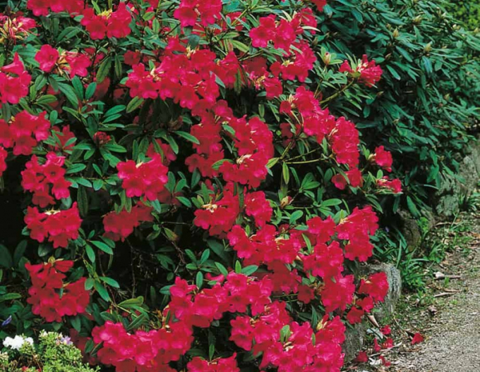 Rododendrón ´Elizabeth´