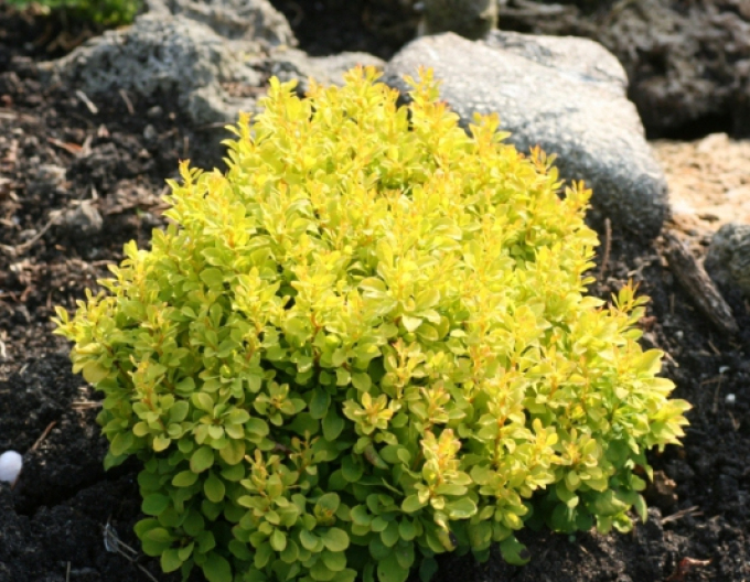 Dráč Thunbergov "Tiny Gold"