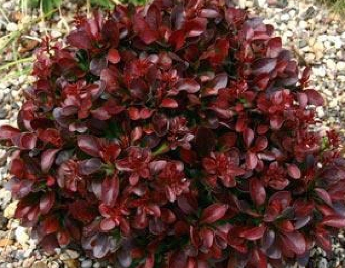 Dráč Thunbergov "Bagatelle"