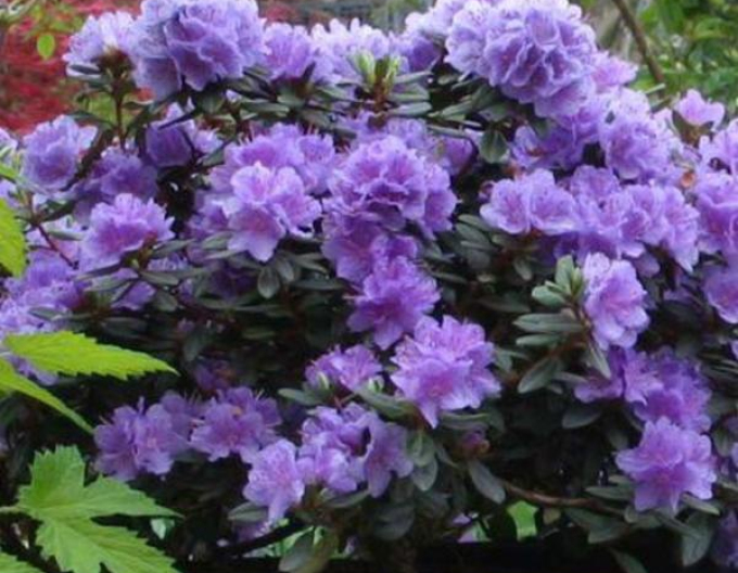 Rododendrón ´Ramapo´