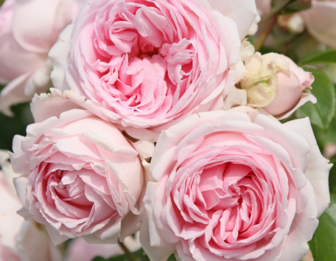 Ruža ´Wellenspiel´