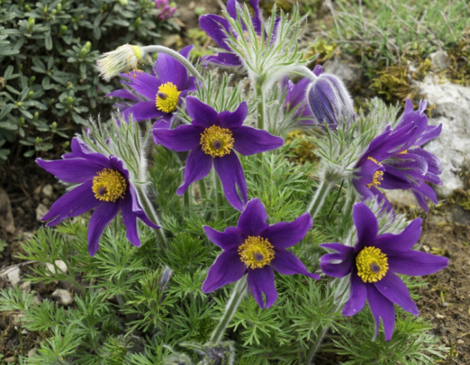 Poniklec obyčajný ´Pinwheel Blue Violet Shades´