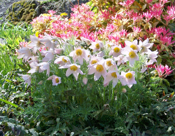 Poniklec obyčajný  ´Pinwheel White´