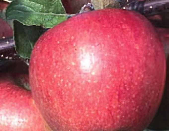 Jabloň ´Breaburn´ zimná, podp. MM106, kont. 5l