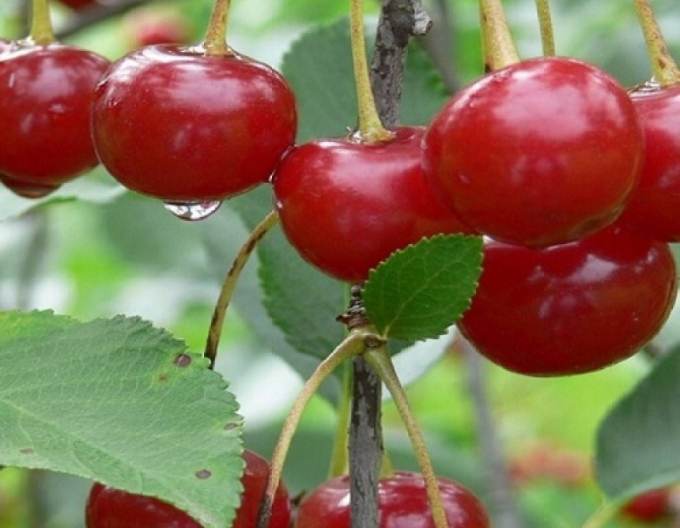 Višňa ´Nana´ neskorá, podp. Mahalebka, voľnok.