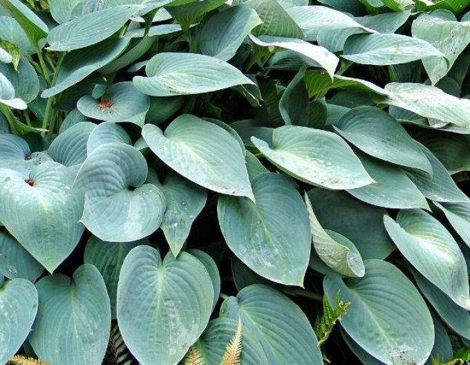 Hosta  ´Blue Cadet´