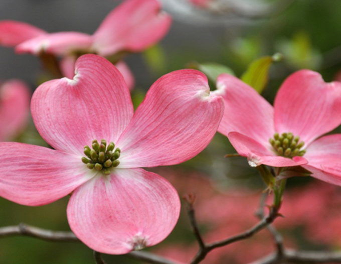 Drieň kvetnatý ´Rubra´