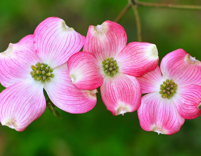 Drieň kvetnatý ´Rubra´