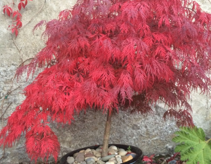 Javor dlaňovitolistý ´Garnet´ na kmienku 145cm