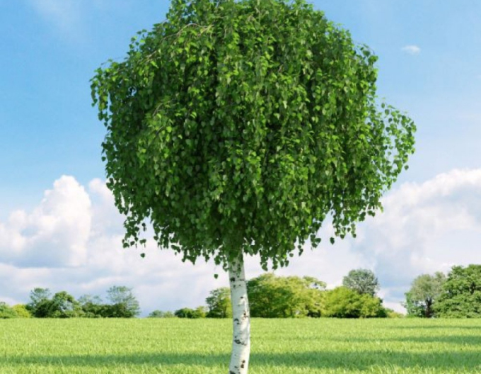 Breza previsnutá ´Magic Globe´ na kmienku