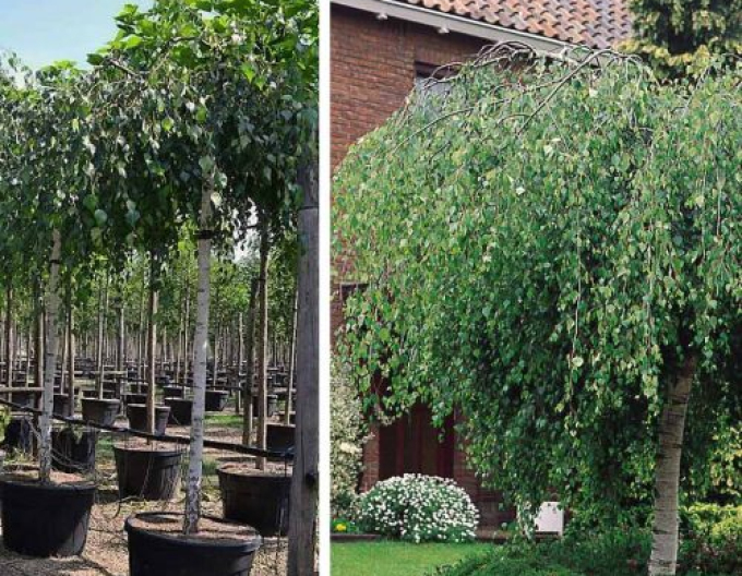 Breza previsnutá ´Magic Globe´ na kmienku