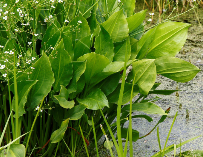 Žabník skorocelový