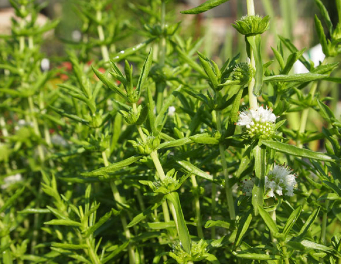 Mäta klasnatá ´Alba´