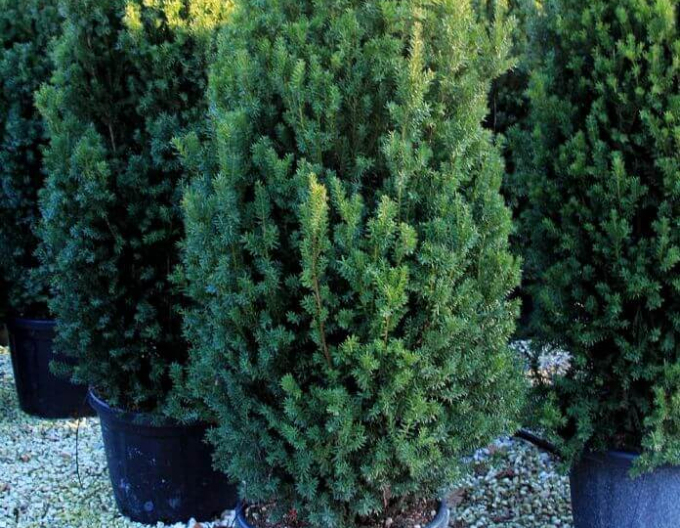 Tis prostredný ´Hillii´