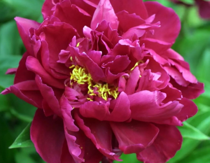 Pivonka čínska ´Karl Rosenfield’´