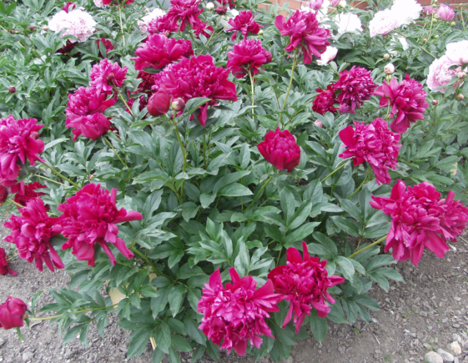 Pivonka čínska ´Karl Rosenfield’´