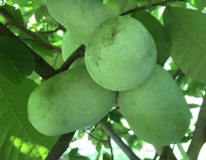 Asimina trojlaločná ´Paw Paw´ - Banán Severu