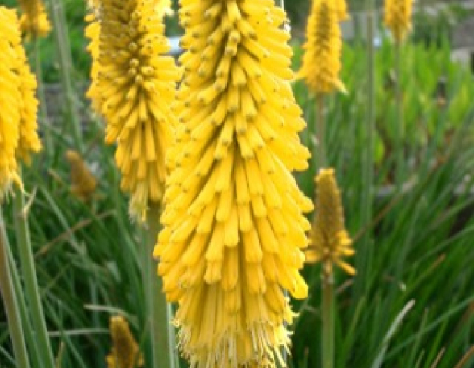 Fakľovka ’Minister Verschuur’