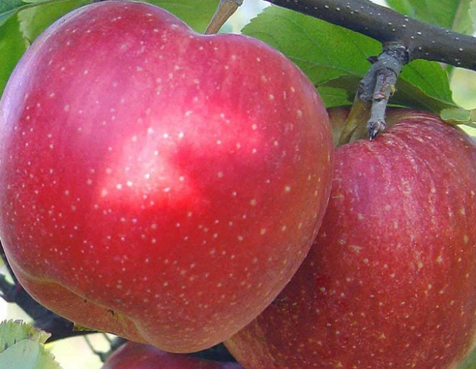 Jabloň ´Topaz´ zimná, podpn. MM106, voľnok.