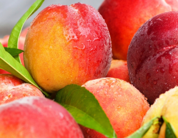 Broskyňa "Cresthaven" neskorá, podpn. ISHTARA, voľnok.