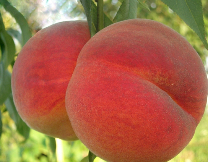 Broskyňa ´Redhaven´skorá, podp. ISHTARA, voľnok.