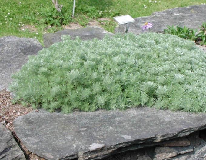 Palina schmidtova ’Nana’