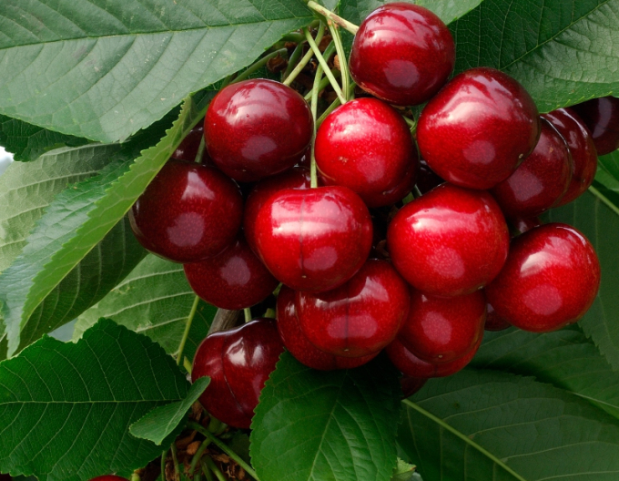 Čerešňa "Lapins" poloskorá, podp. Mahalebka, voľnok.