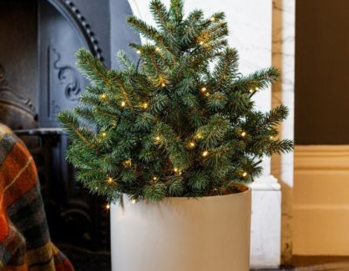 Smrek pichľavý 40/60 cm, kont.