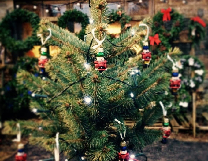 Smrek pichľavý 60/80 cm, kont.