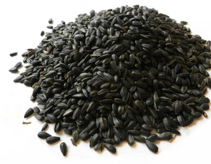 Forestina slnečnica čierna - kŕmna 25kg