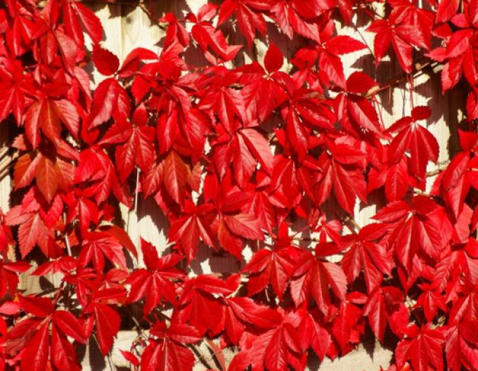 Pavinič  päťlaločný ´Engelmannii´ 2L