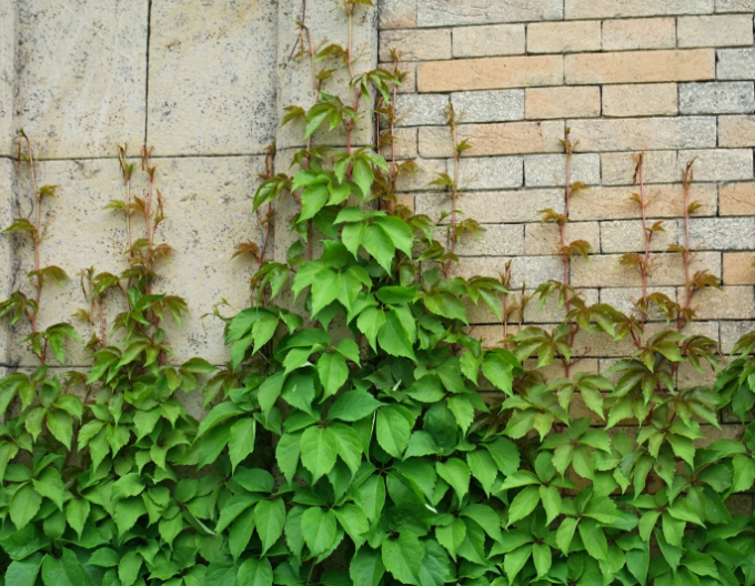 Pavinič  päťlaločný ´Engelmannii´ 2L