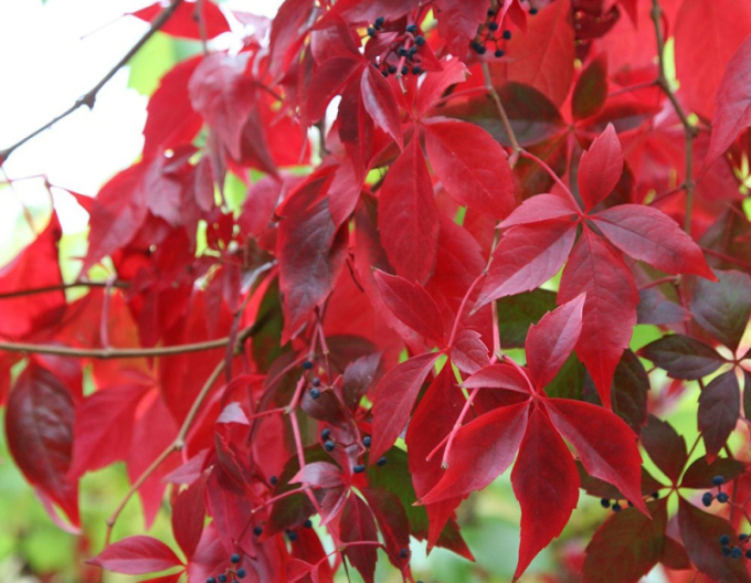 Pavinič  päťlaločný ´Engelmannii´ 2L