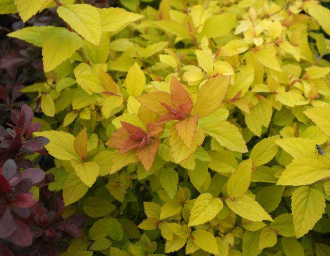 Tavoľník japonský  ’Golden Princess’