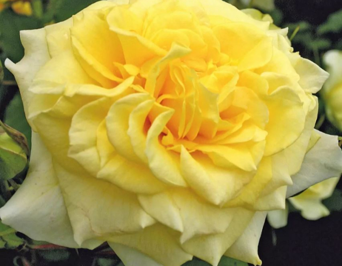 Ruža ´Sterntaler´