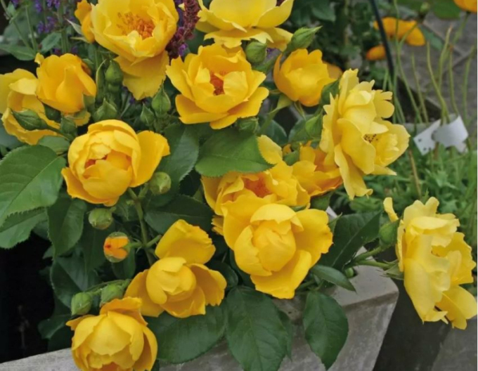 Ruža ´Lemon Fizz´