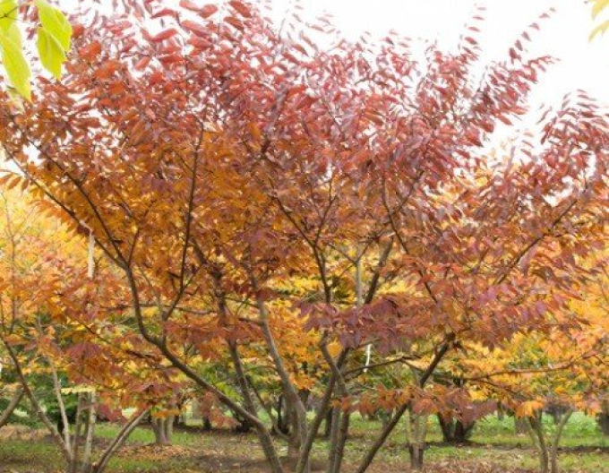 Zelkova ostrolistá  (Zelkova serrata)