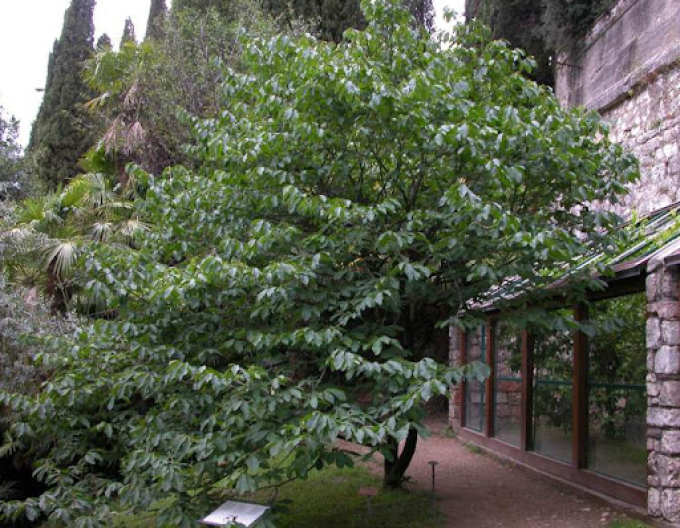 Asimina trojlaločná ´Mary Foos Johnson´ - Banán Severu