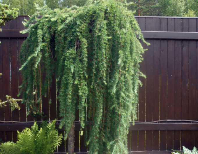 Smrekovec opadavý (japonský) ´Varley Pendula´ na kmienku