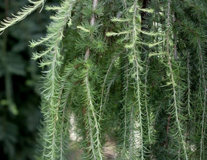 Smrekovec opadavý (japonský) ´Varley Pendula´ na kmienku