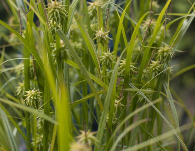 Ostrica "Gray´s sedge"